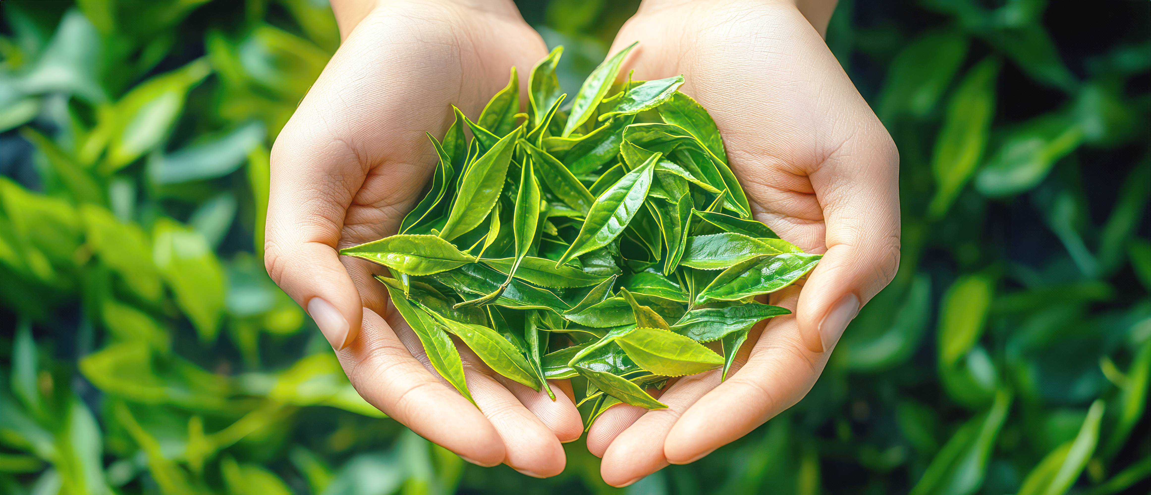 整えて、澄ませる。グリーンの雫が肌を満たす ピュレア 抹茶スージングエッセンスマスク